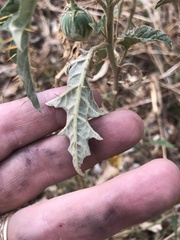 Solanum cinereum