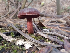 Boletus tasmanicus