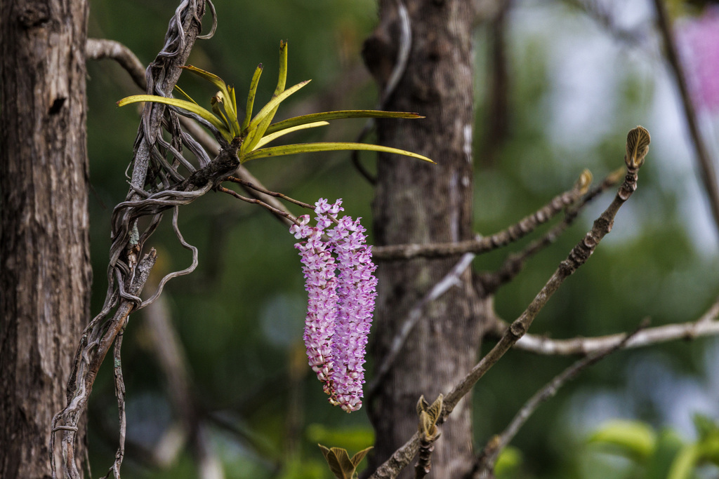 Đuôi cáo – Rhynchostylis retusa