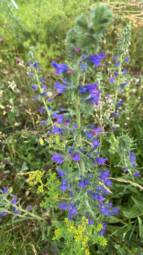 viper's-bugloss