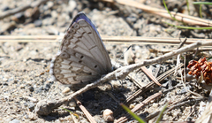 Celastrina asheri