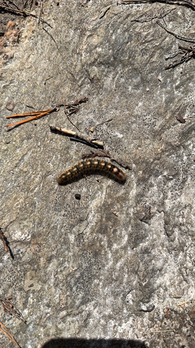 Oak Eggar