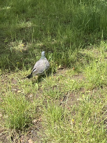 Common Wood-Pigeon