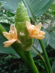 Goeppertia macrosepala