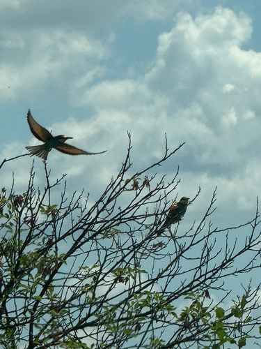 European Bee-eater