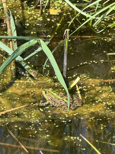 Marsh Frog