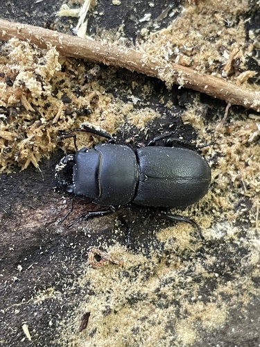 Lesser Stag Beetle