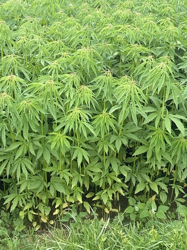Cannabis