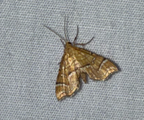 Australian maidenhair fern moth