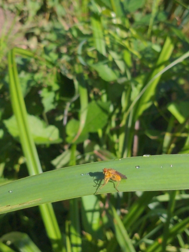Golden Dung Fly