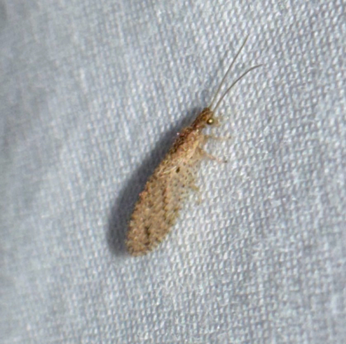 Tasmanian Brown Lacewing