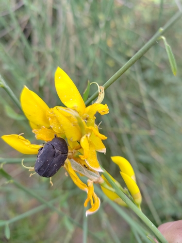 Speckled Rose Chafer