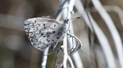 Celastrina asheri