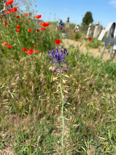Tassel Hyacinth