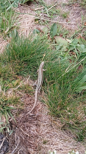Viviparous Lizard
