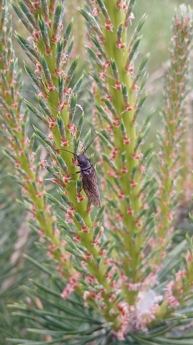 Holarctic Alderflies