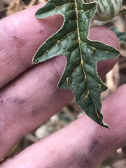 Solanum cinereum