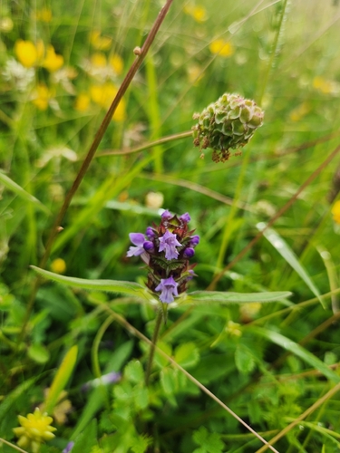 common selfheal