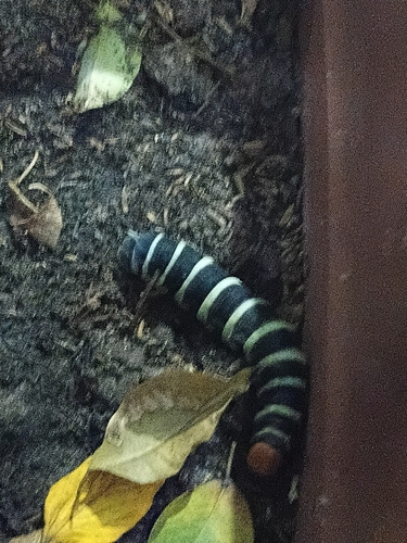 Pachylia syces syces