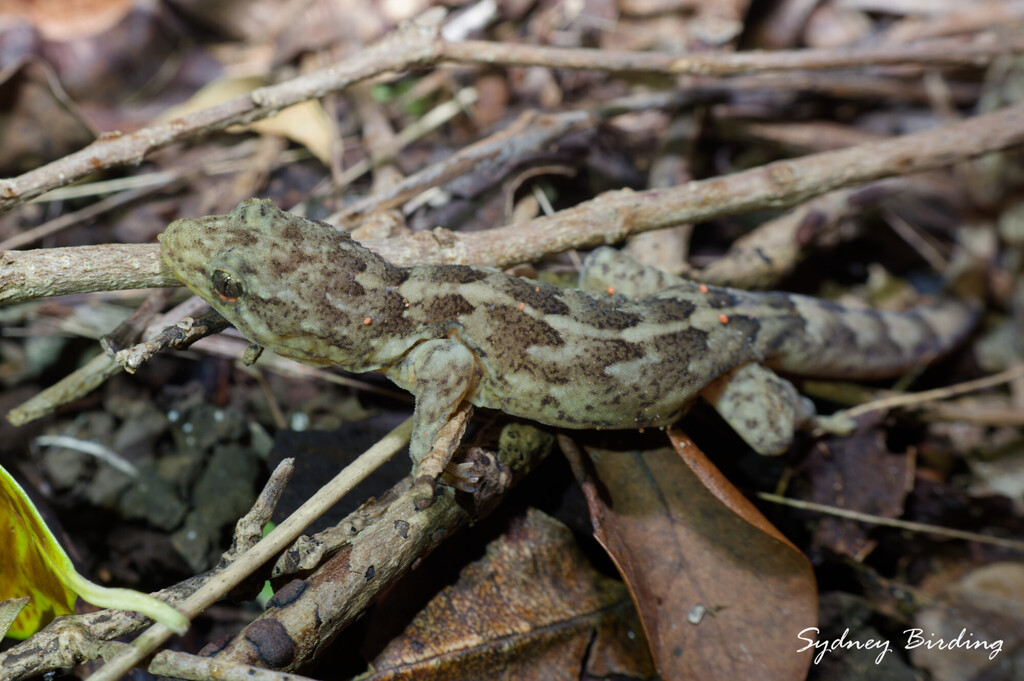 Lord Howe Marbled Gecko Christinus guentheriVUResearch Grade