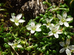 Montia drucei