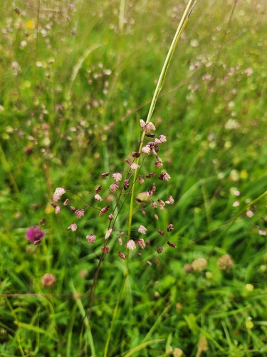 Quaking-grass