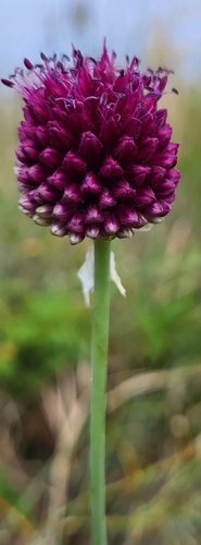 Round-headed Leek