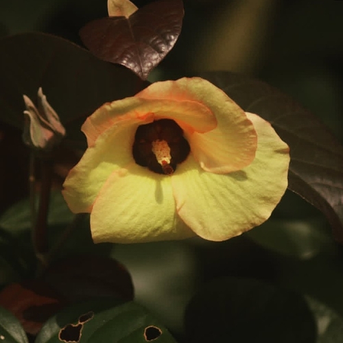 sea hibiscus