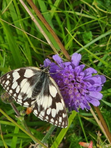 Marbled White