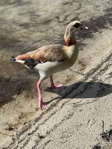 Egyptian Goose