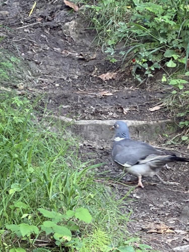 Common Wood-Pigeon