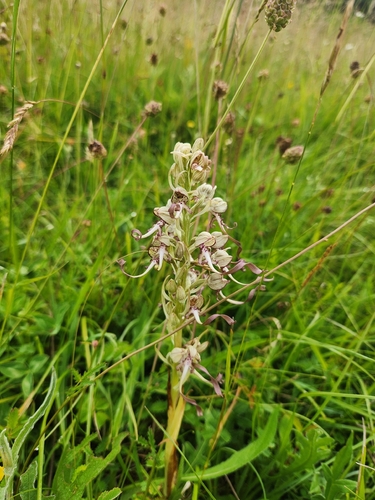 Lizard Orchid