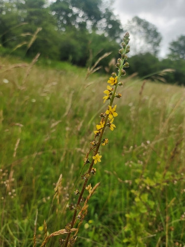 common agrimony