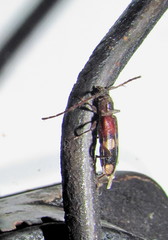 Centrocerum exornatum