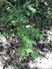 Acacia oshanesii