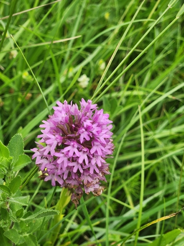 pyramidal orchid