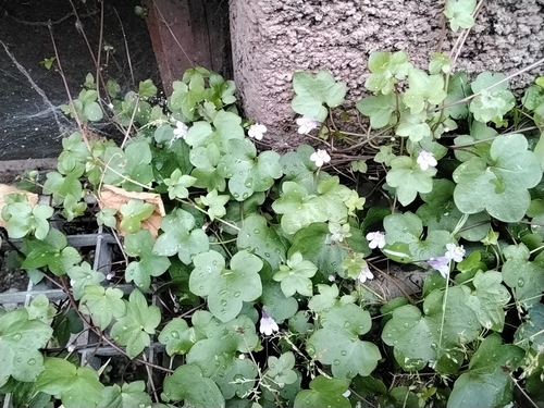 Ivy-leaved toadflax