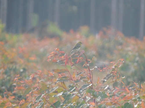 Yellow-crowned Canary