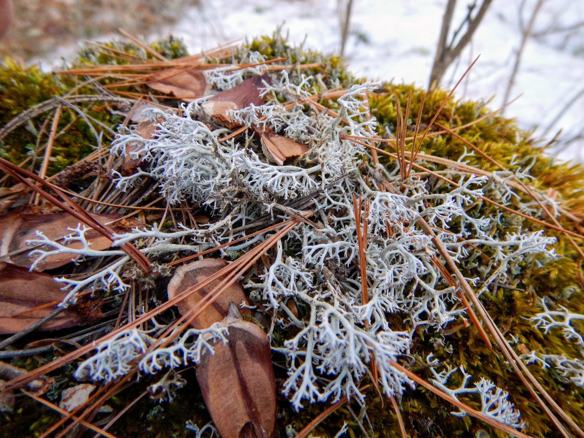 Cladonia rangiferina image