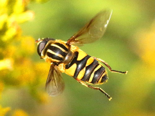 Narrow-headed Marsh Fly photo 5
