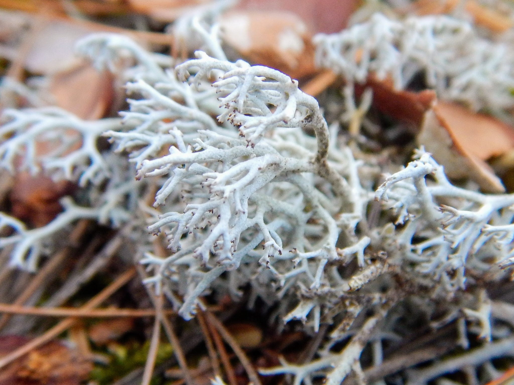 Cladonia rangiferina image