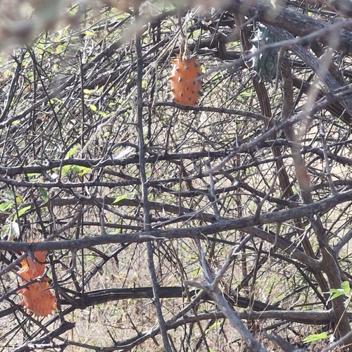 Horned Melon