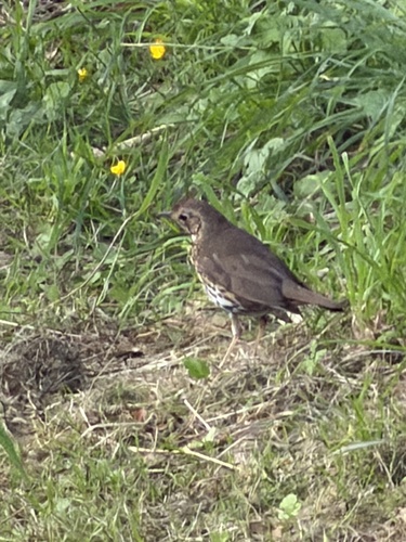 Song Thrush