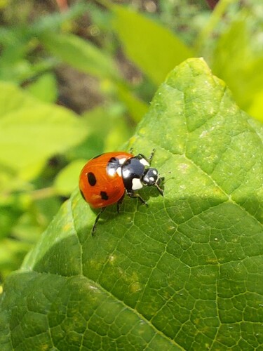 Seven-spotted Lady Beetle
