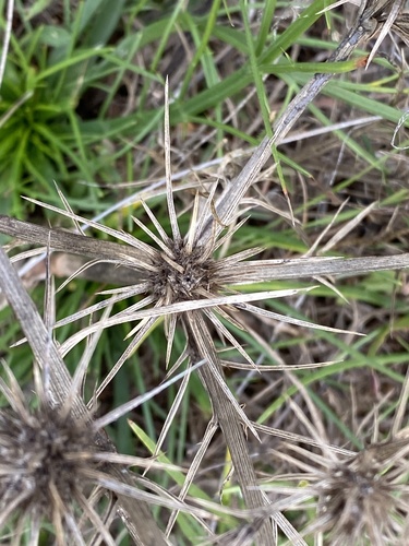 Eryngium ovinum observed 2026-05-22