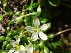 Montia drucei