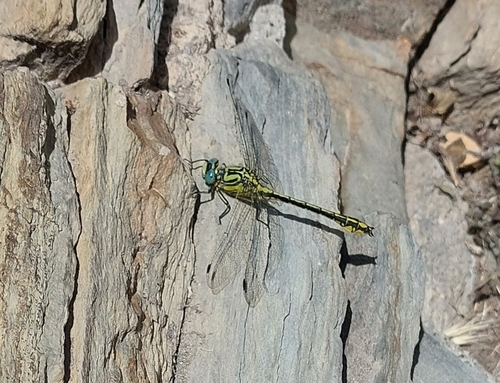 Yellow Clubtail