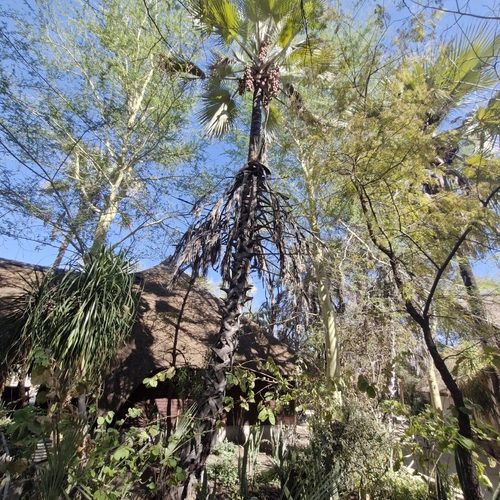 Makalani Palm