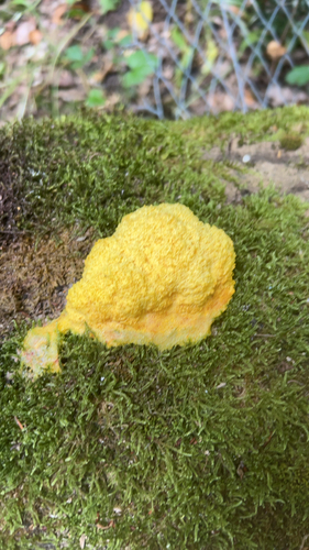 Dog Vomit Slime Mold