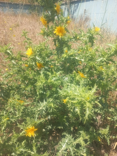 common golden thistle